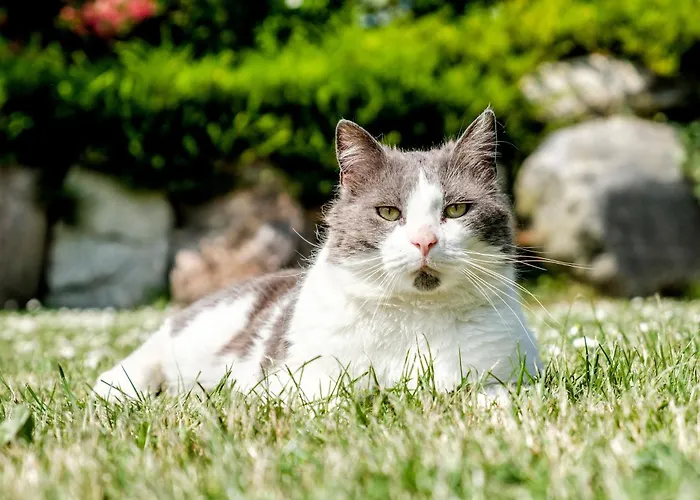 Casa de Férias Haus An Der Pferdekoppel A Fehmarn